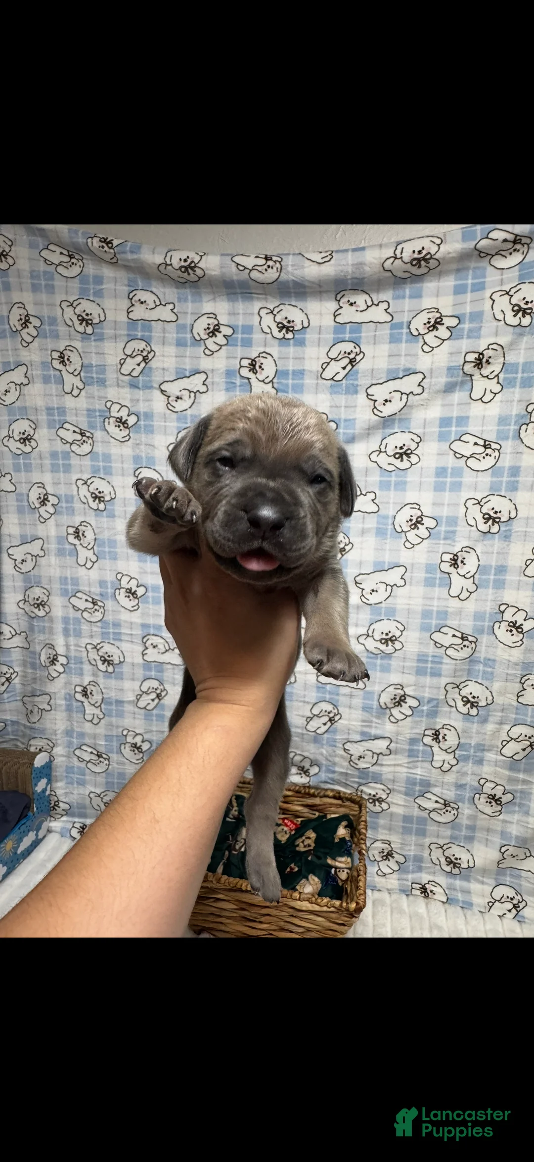 Cane Corso dogs for sale: tony-orange collar  - Ad 2