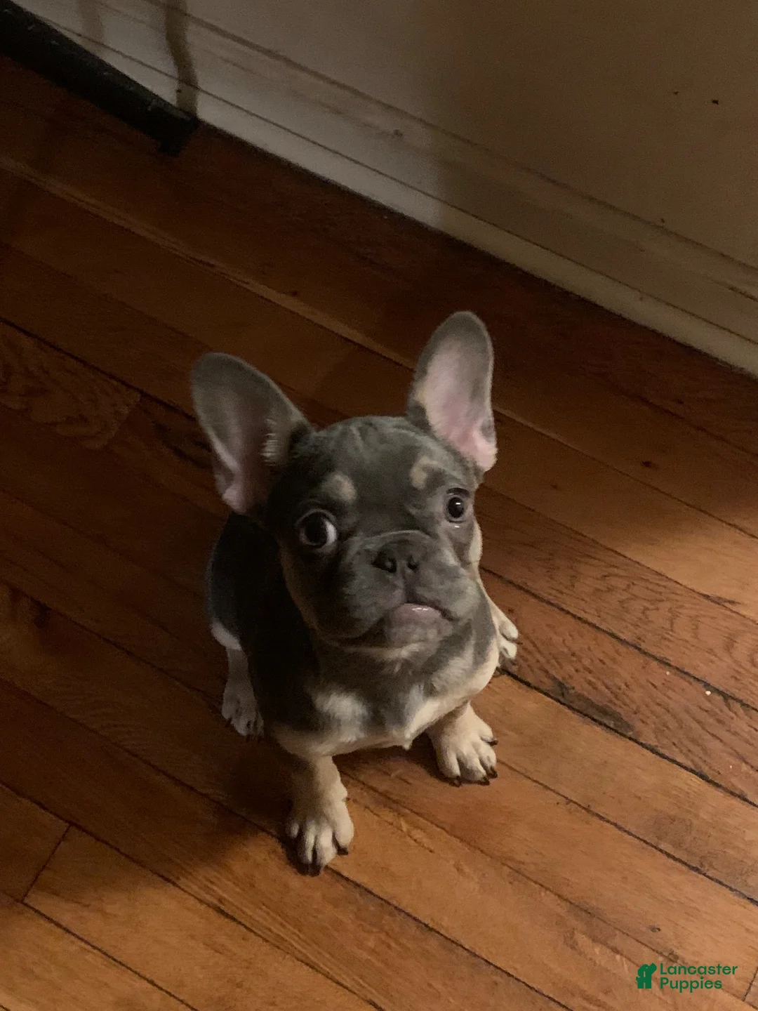 French Bulldog dogs for sale: Khrome - Ad 1