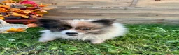 Pomeranian dogs for sale: Jacabena - Ad 6
