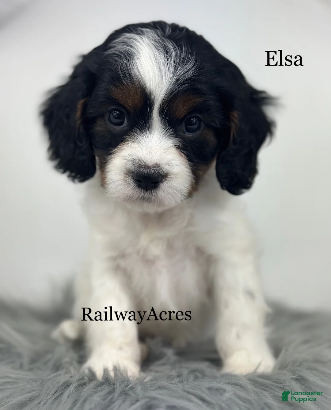 Cavapoo dogs for sale: Elsa - Ad 2