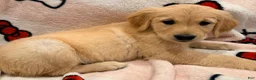 Golden Retriever dogs for sale: Golden Retriever Puppy 6 - Ad 3