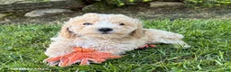 Bichpoo dogs for sale: Jack - Ad 1