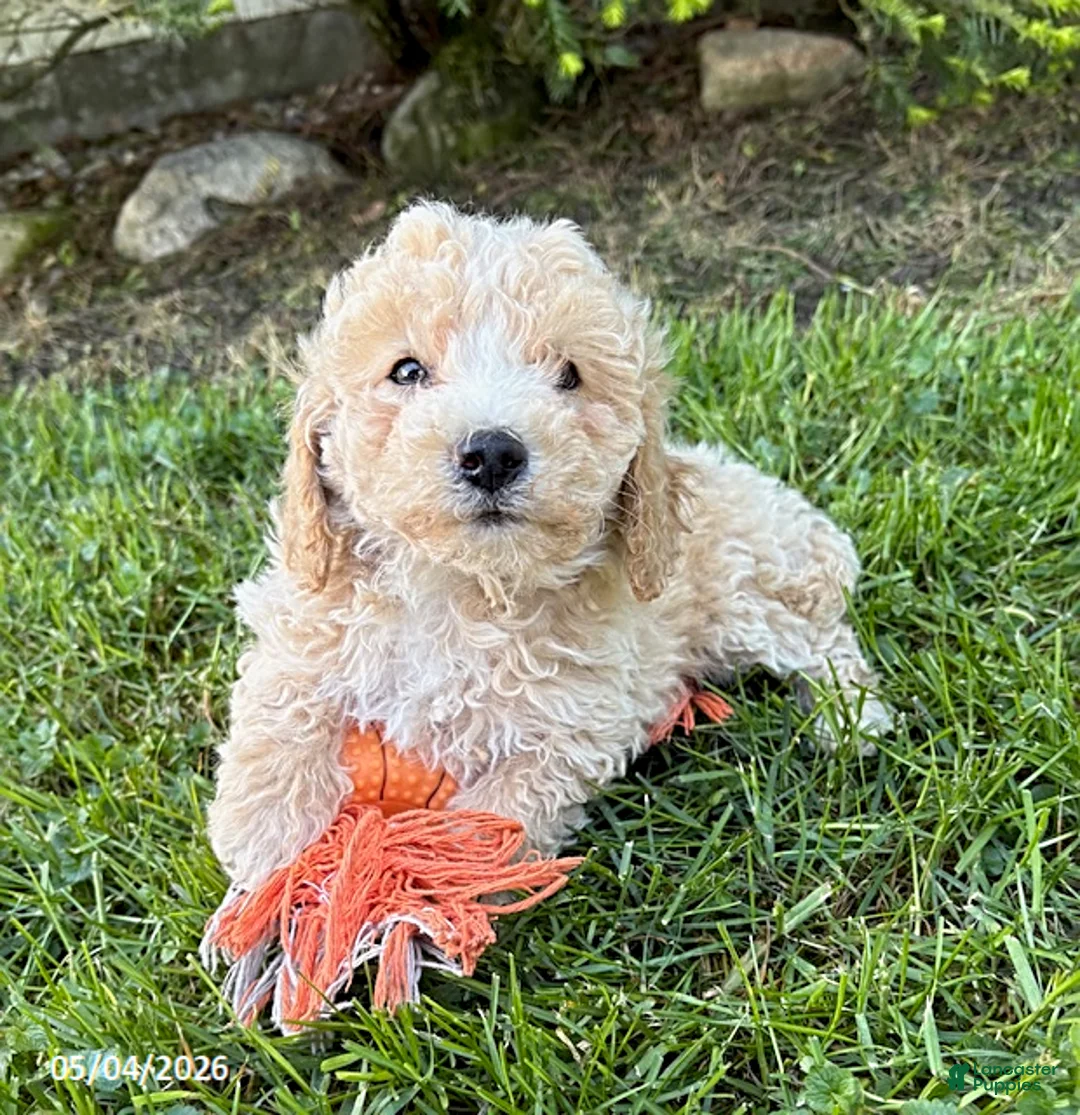 Bichpoo dogs for sale: Jack - Ad 1