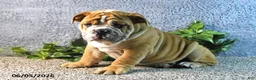 English Bulldog dogs for sale: Jeffrey - Ad 3