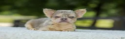 French Bulldog dogs for sale: Lacy - Ad 8