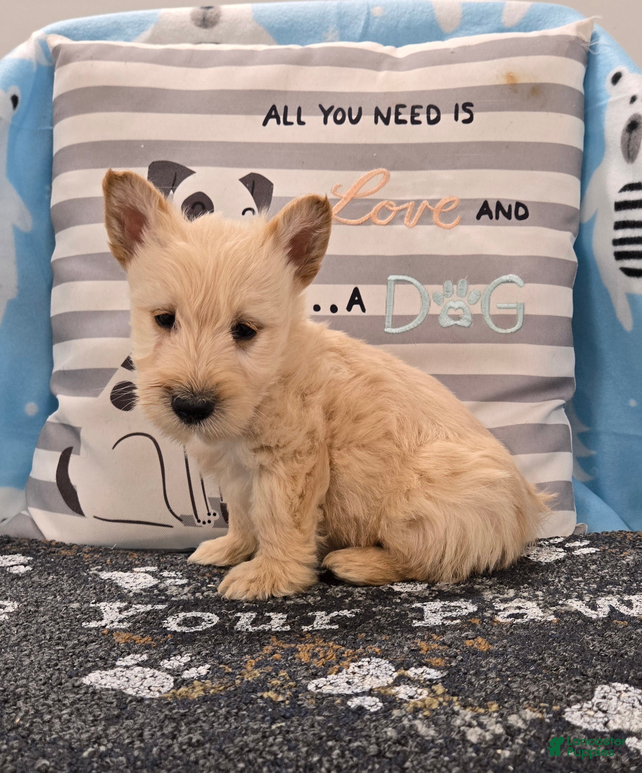 Scottish Terrier dogs Victor - Ad 2