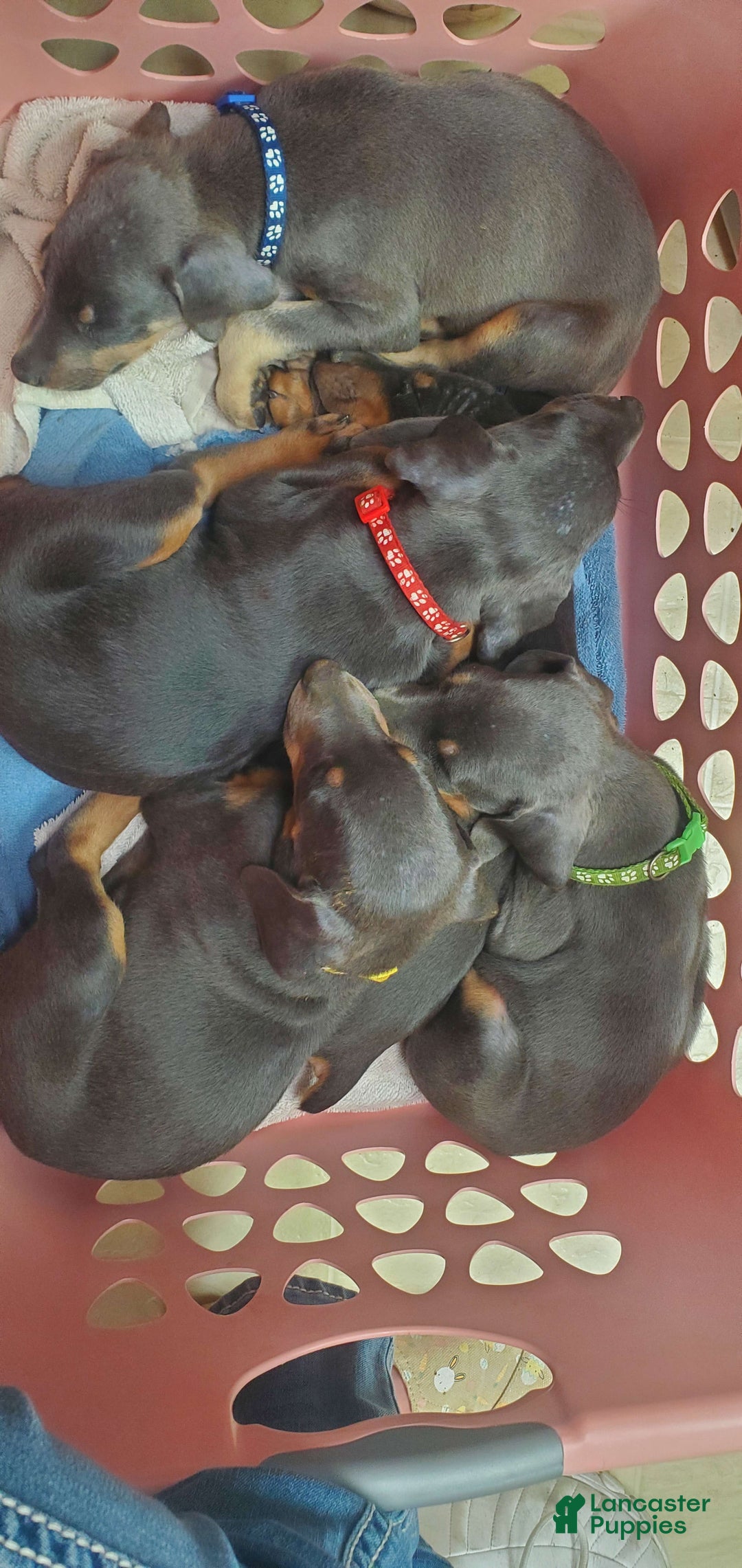 Gallery Image {{count}}