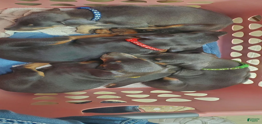 Gallery Image {{count}}