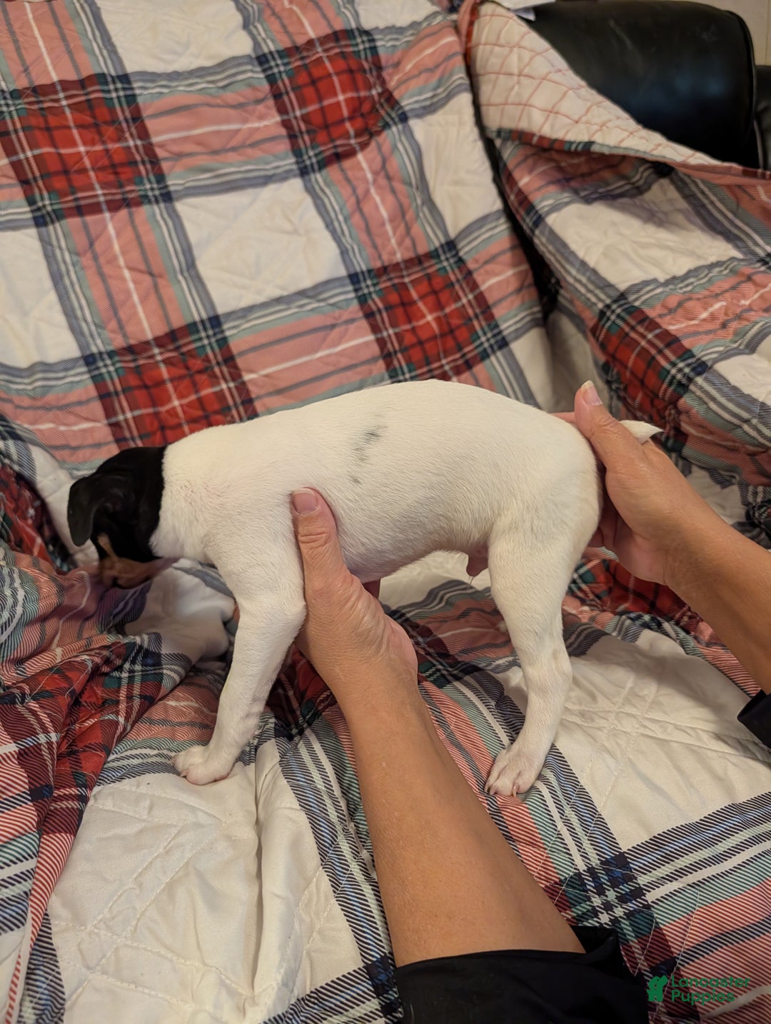 Toy Fox Terrier dogs for sale: Junior - Ad 3