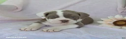 Olde English Bulldogge dogs for sale: Lolipop - Ad 3