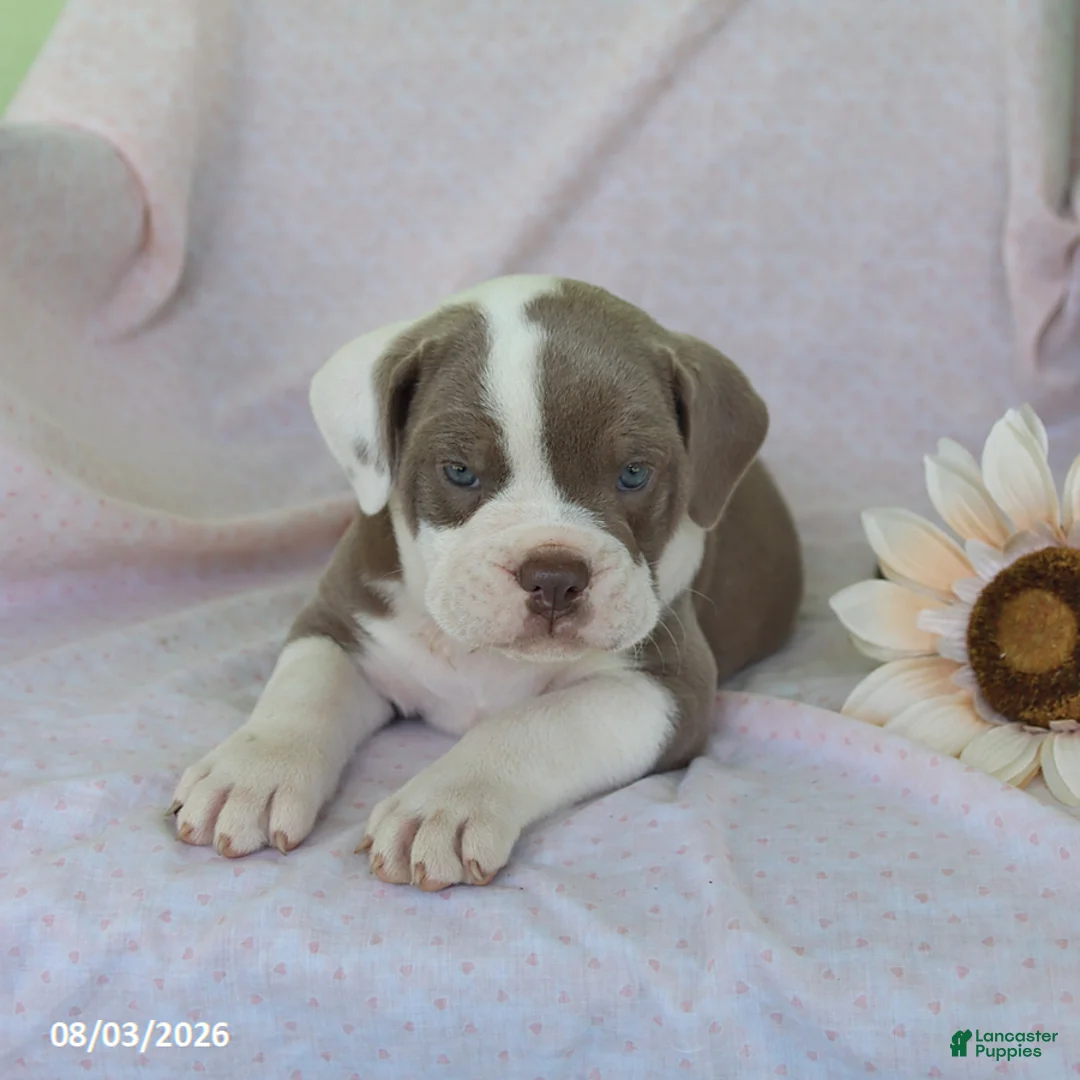 Olde English Bulldogge dogs for sale: Lolipop - Ad 3
