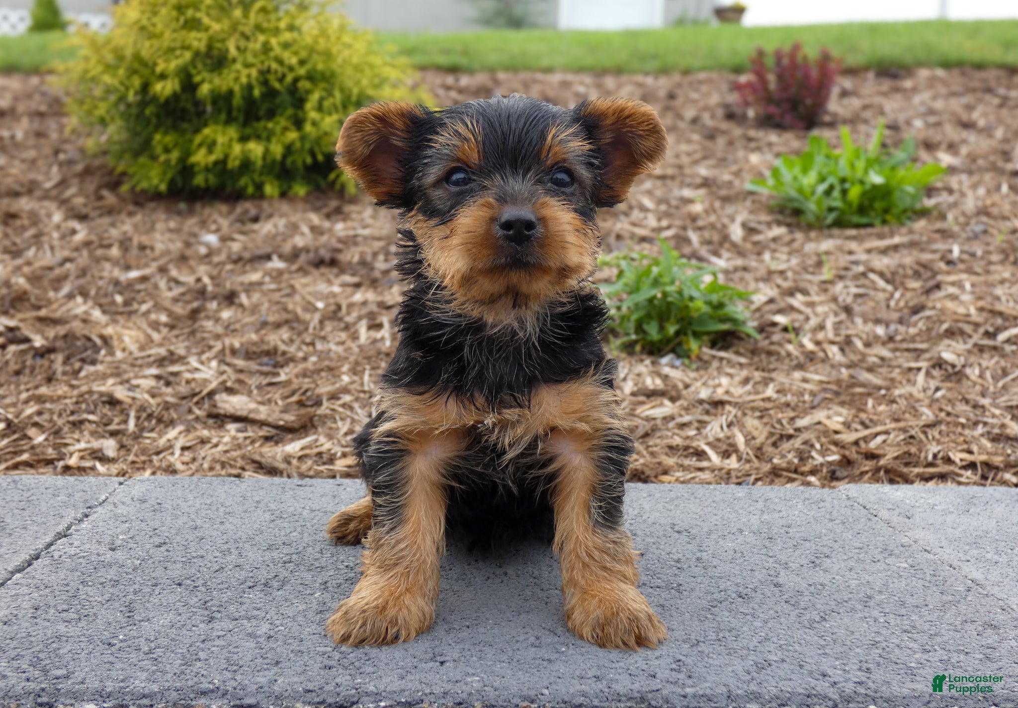 Yorkshire Terrier dogs Charlie - Ad 1