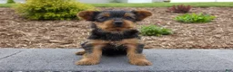 Yorkshire Terrier dogs for sale: Charlie - Ad 1