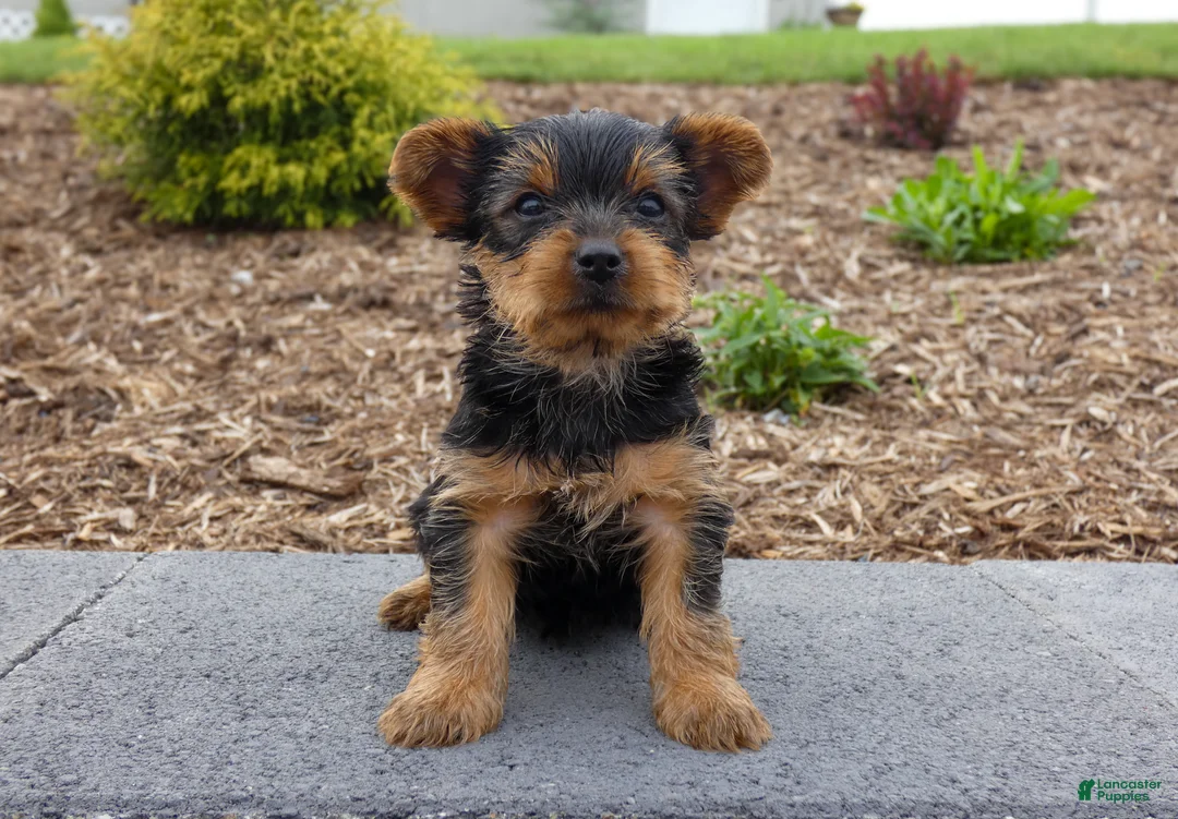 Yorkshire Terrier dogs for sale: Charlie - Ad 1