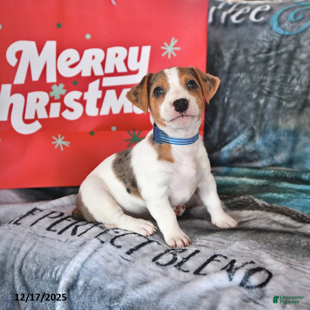 Jack Russell Terrier dogs for sale: Dreamer - Ad 4