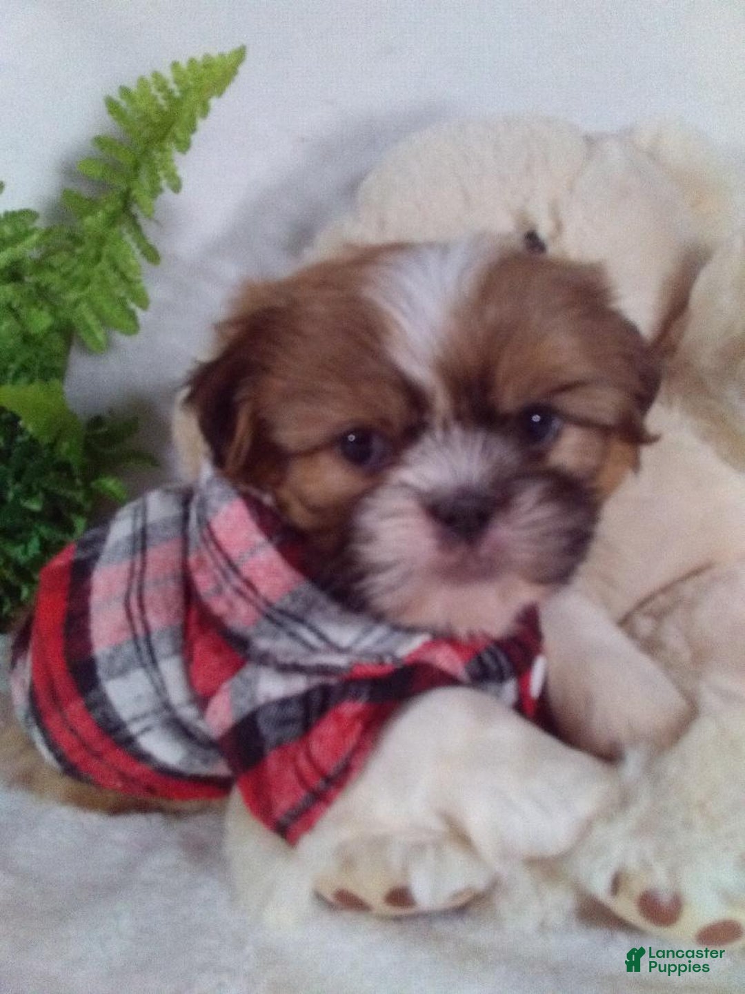 Shih Tzu dogs for sale: Cody - Ad 2