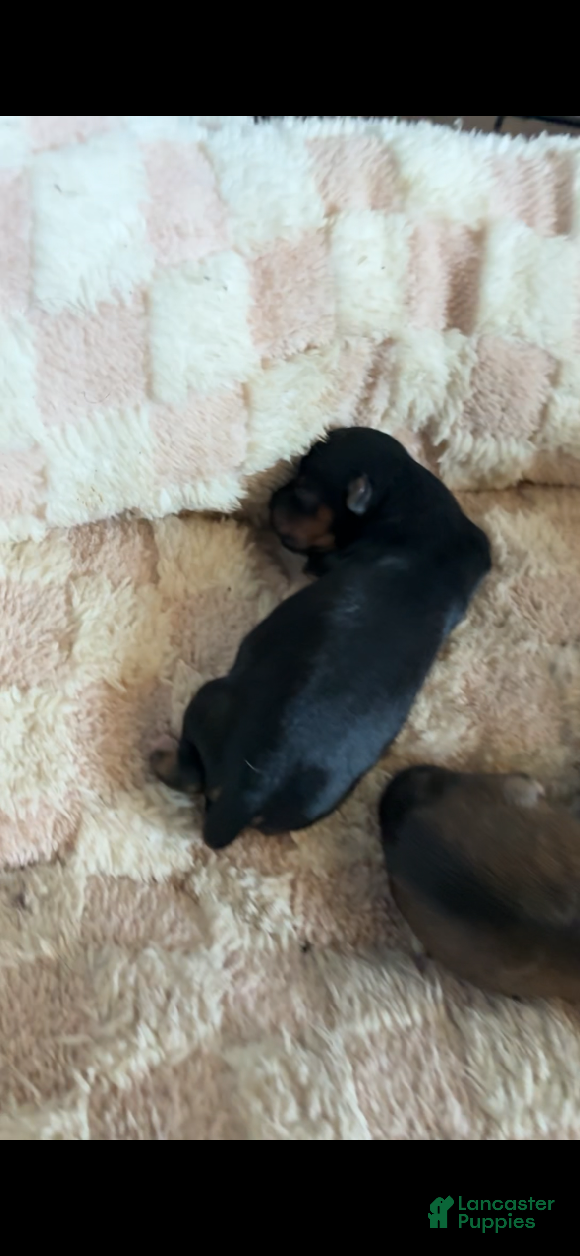 Yorkiepoo dogs Yorkiepoo 5 - Ad 4