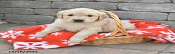 Golden Retriever dogs for sale: Dolly - Ad 1