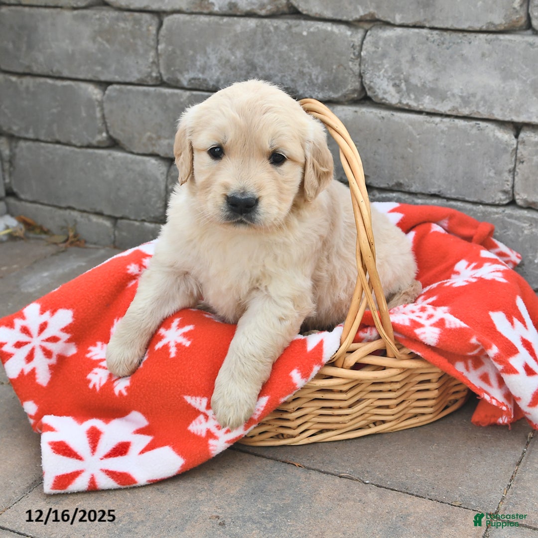 Golden Retriever dogs for sale: Dolly - Ad 1