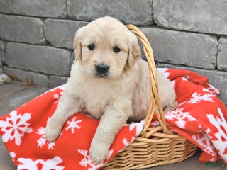 Golden Retriever dogs Dolly - Ad 15