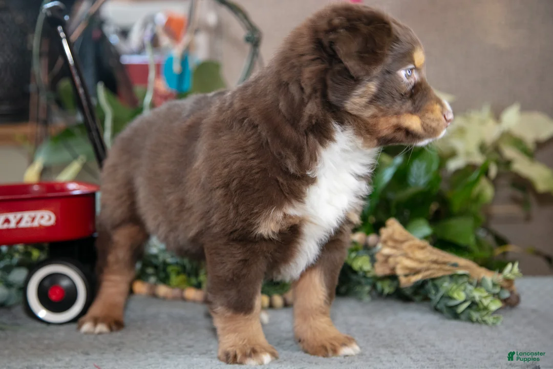 Miniature Australian Shepherd dogs for sale: Dusty - Ad 3