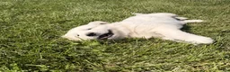 Golden Retriever dogs for sale: Golden Retriever 1 - Ad 2