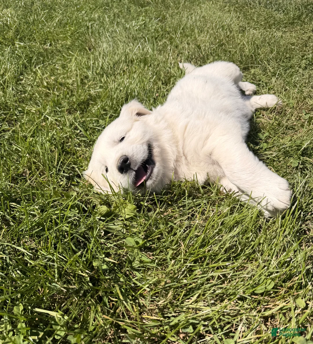 Golden Retriever dogs for sale: Golden Retriever 1 - Ad 2
