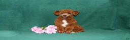 Toy Poodle dogs for sale: Xray - Ad 5