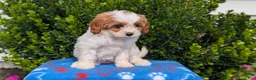 Cavapoo dogs for sale: Nadia - Ad 2