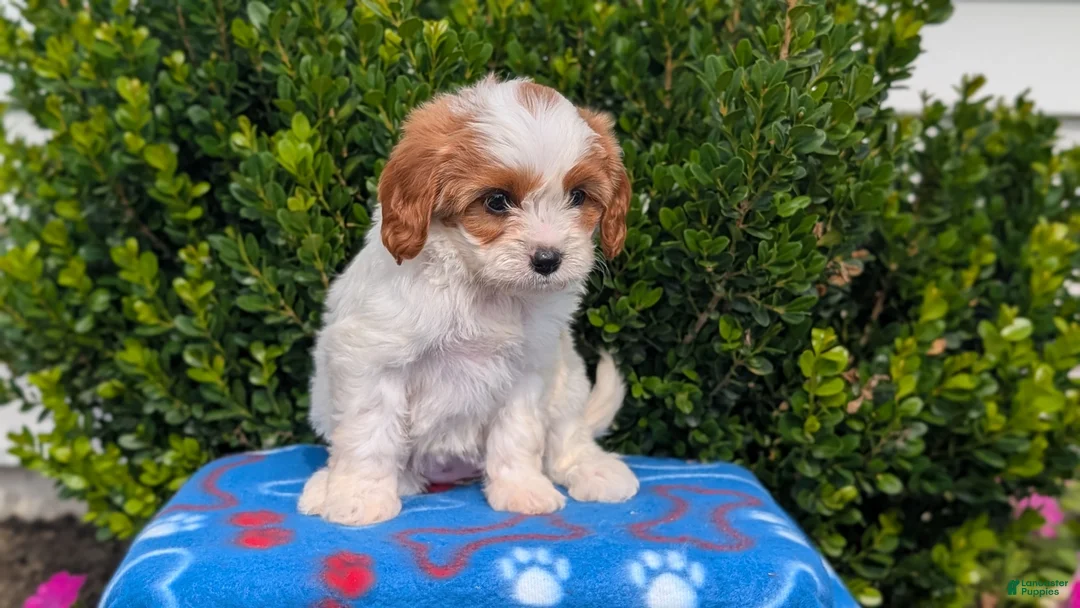 Cavapoo dogs for sale: Nadia - Ad 2