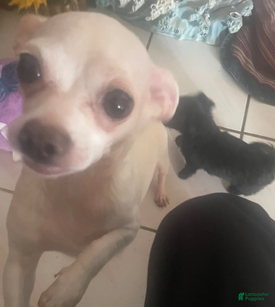 Chorkie dogs for sale: Chorkie 1 - Ad 3