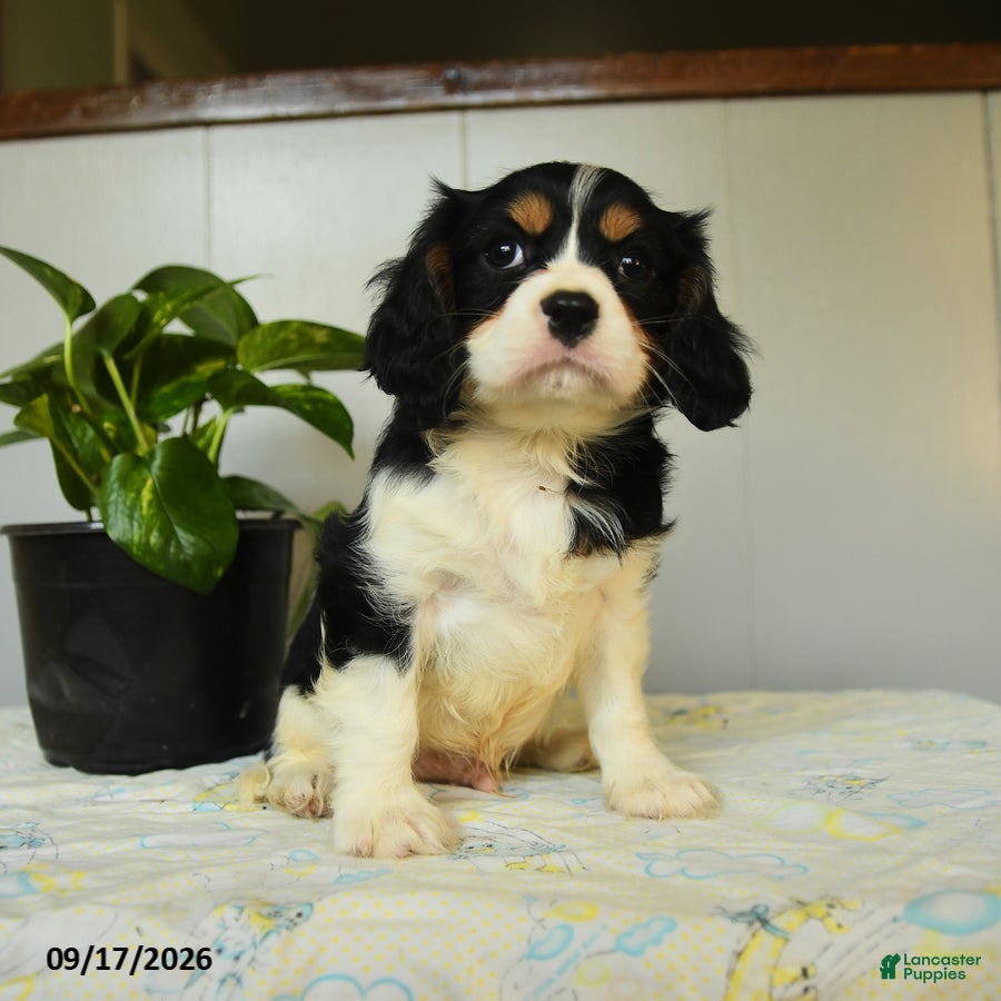 Cavalier King Charles Spaniel dogs Pauly - Ad 1