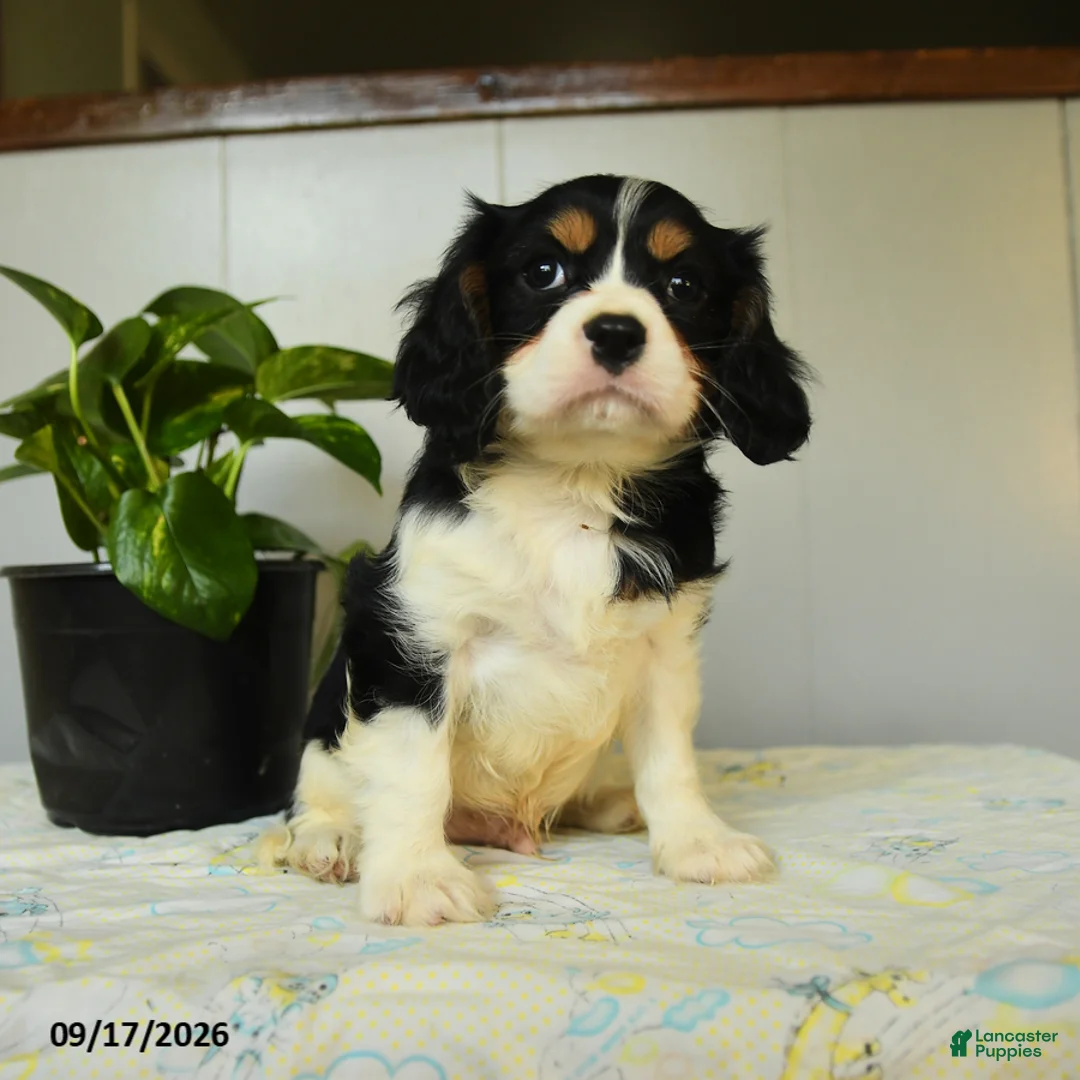 Cavalier King Charles Spaniel dogs for sale: Pauly - Ad 1