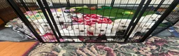 Labrador Retriever dogs for sale: Labrador Retriever Puppy 5 - Ad 1