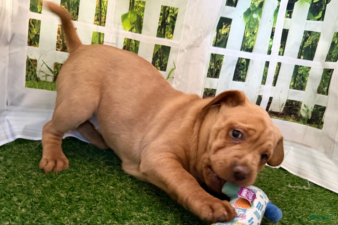 Mixed Breed dogs for sale: Mixed Breed Puppy 3 - Ad 8