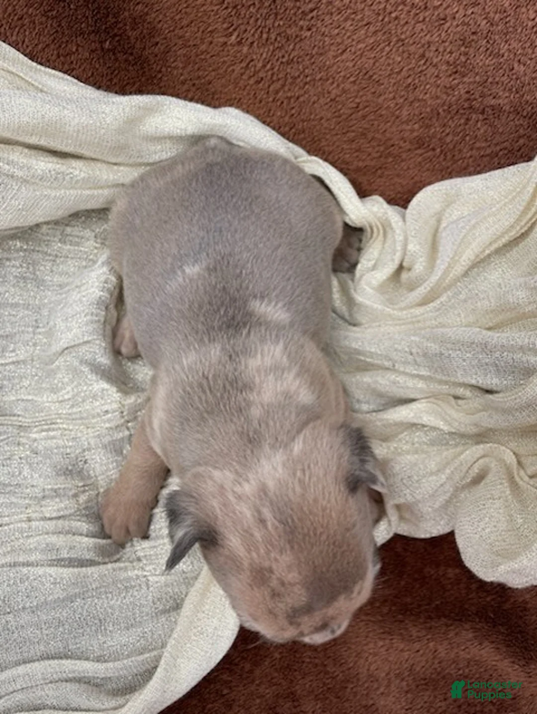 French Bulldog dogs for sale: Goldilocks - Ad 9