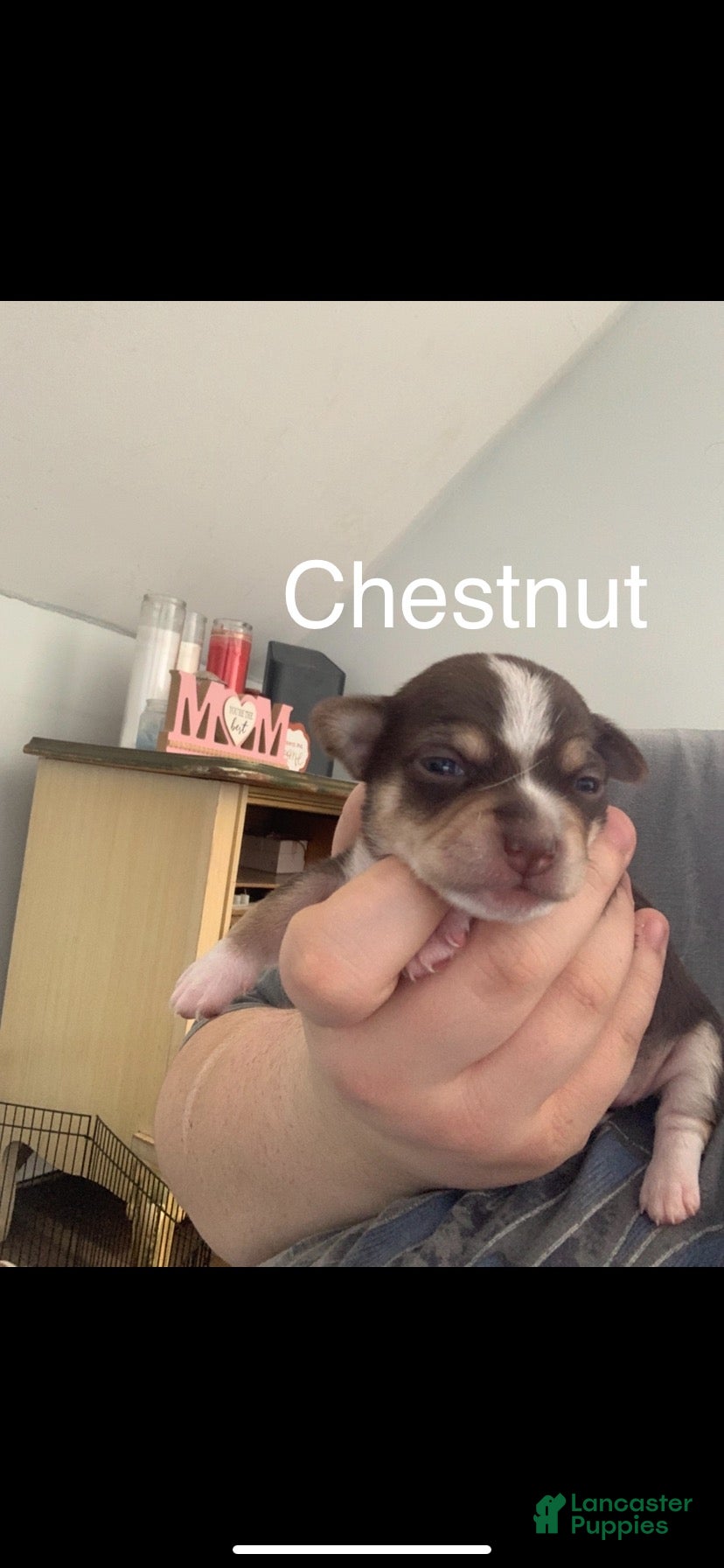 Chihuahua dogs Chestnut  - Ad 24