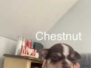 Chihuahua dogs Chestnut - Ad 1