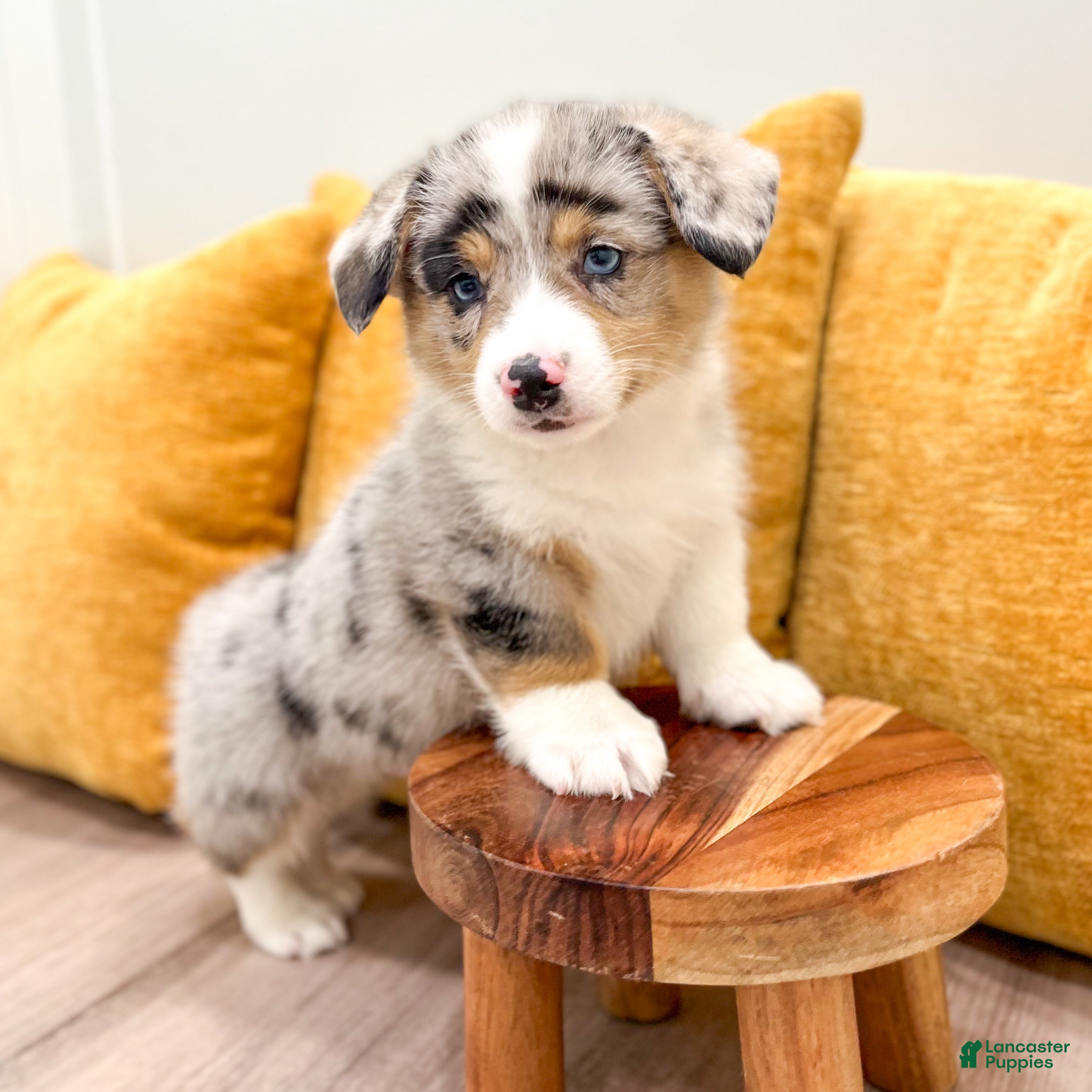 Welsh Corgi Pembroke dogs Henry - Ad 2