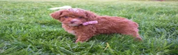 Miniature Poodle dogs for sale: Dahlia 🐶 - Ad 7