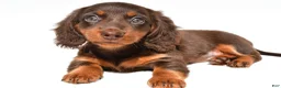 Dachshund dogs for sale: Gracie - Ad 7