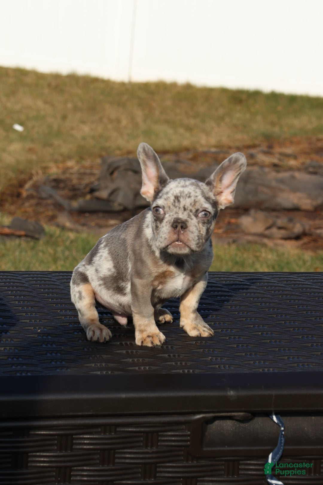 French Bulldog dogs for sale: French Bulldog Puppy 1 - Ad 3