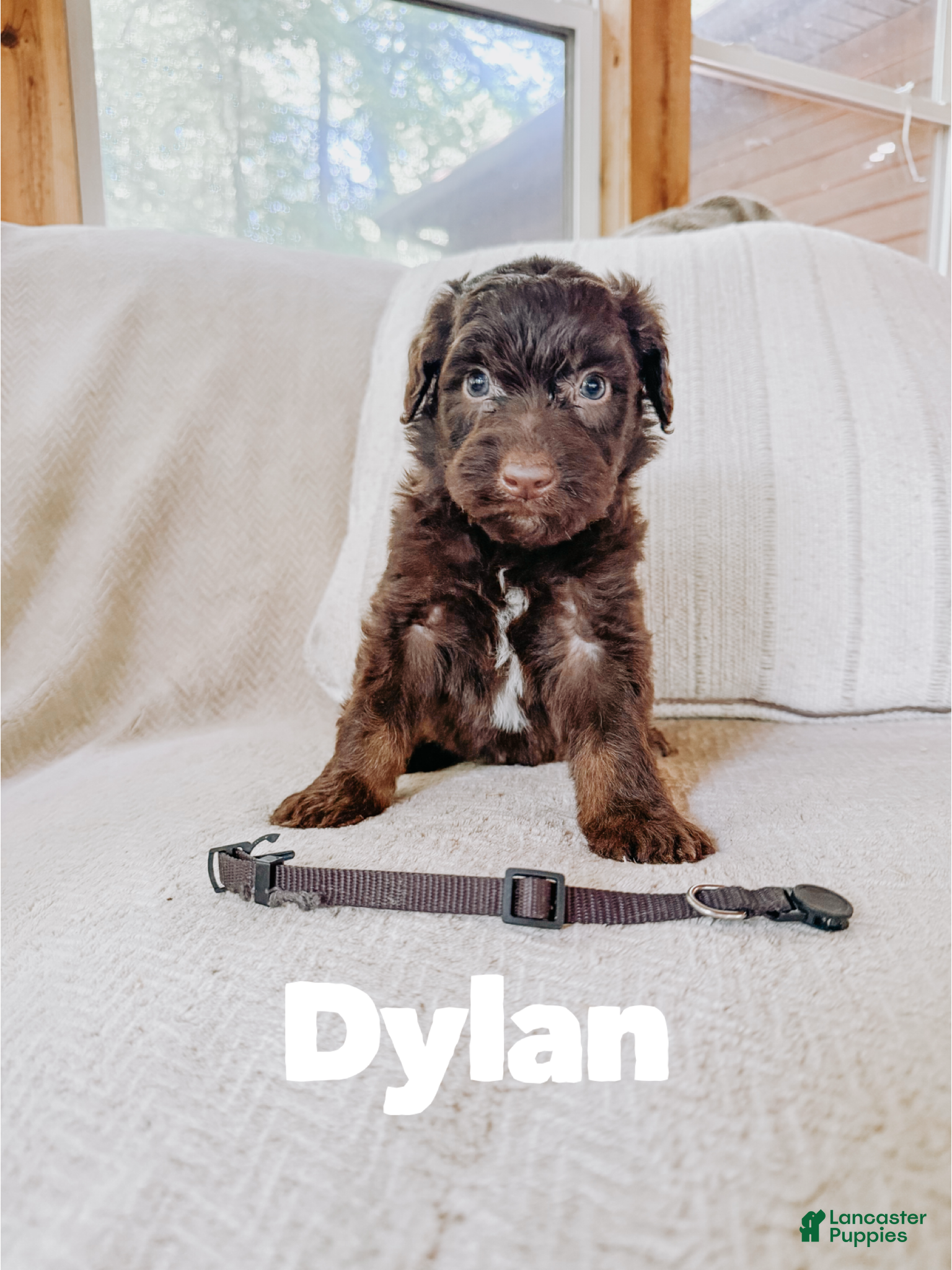 Aussiedoodle dogs Dylan  - Ad 26