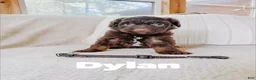 Aussiedoodle dogs for sale: Dylan  - Ad 3