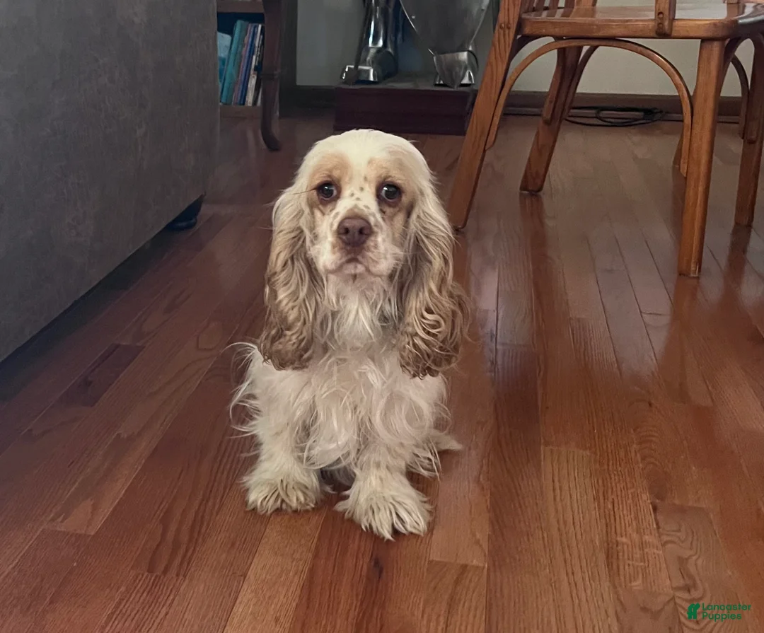 Cocker Spaniel dogs for sale: Buddy  - Ad 12