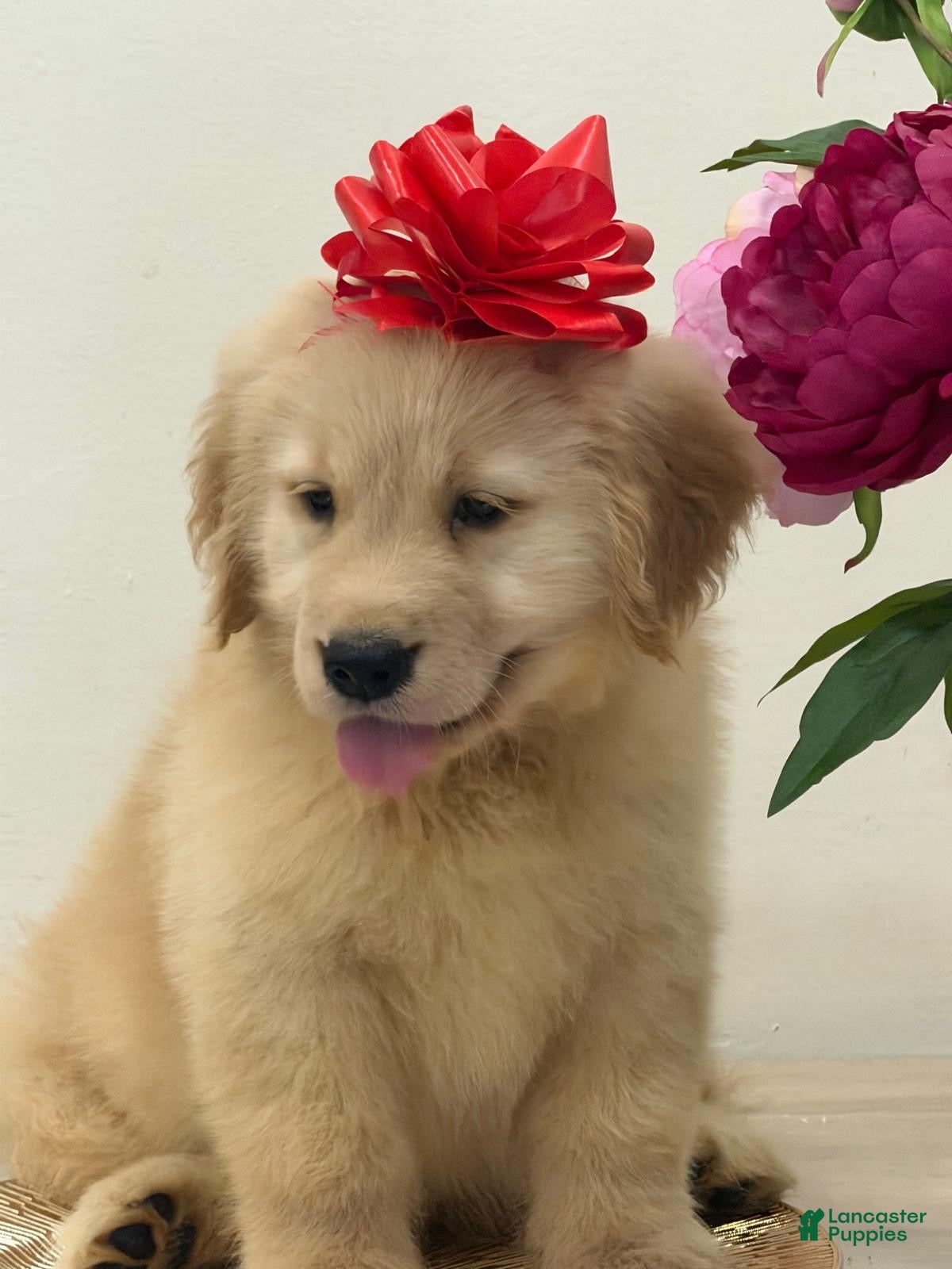 Golden Retriever dogs Golden Retriever 8 - Ad 1