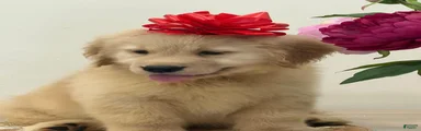 Golden Retriever 8