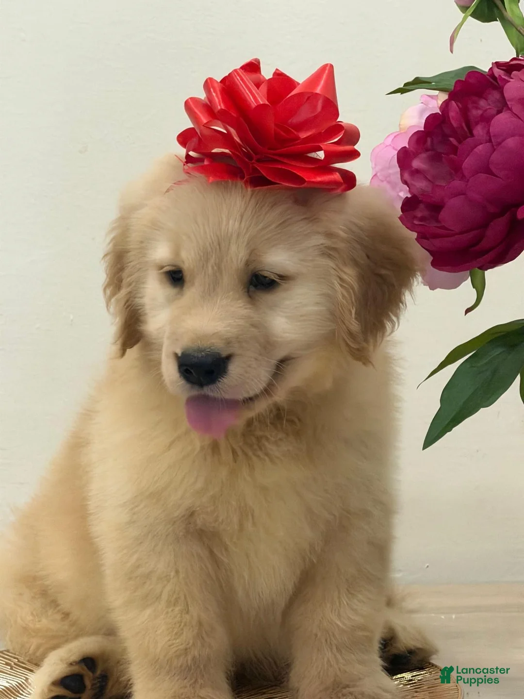 Golden Retriever dogs for sale: Golden Retriever 8 - Ad 1