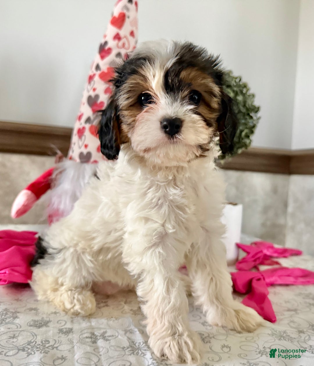 Cavapoo dogs for sale: Charm - Ad 4