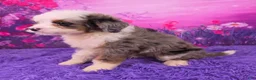 Mini Bernedoodle dogs for sale: Smoki Munchkin Bernedoodle - Ad 3
